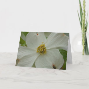 Tarjeta de felicitación Dogwood Blossom