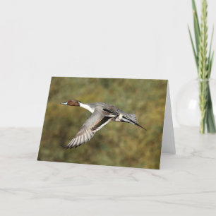 Tarjeta de felicitación - drake 3 del pato rojizo