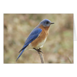 Tarjeta de felicitación Eastern Bluebird