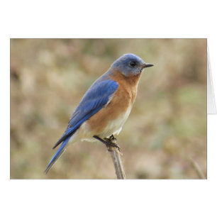 Tarjeta de felicitación Eastern Bluebird