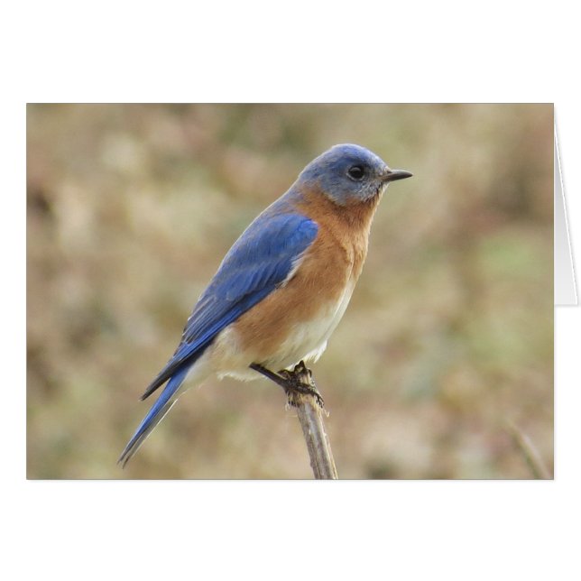 Tarjeta de felicitación Eastern Bluebird (Anverso (Horizontal))