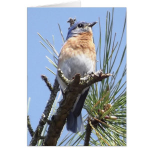 Tarjeta de felicitación Eastern Bluebird
