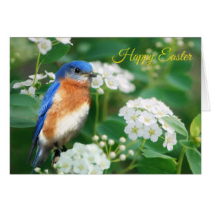 Tarjeta de felicitación Eastern Bluebird