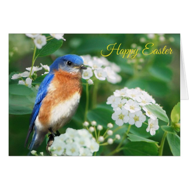 Tarjeta de felicitación Eastern Bluebird (Anverso (Horizontal))