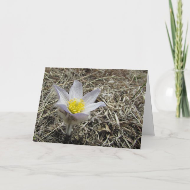 Tarjeta de felicitación en blanco (Anverso)