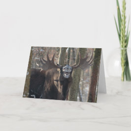 Tarjeta de felicitación en blanco: Alces de risa