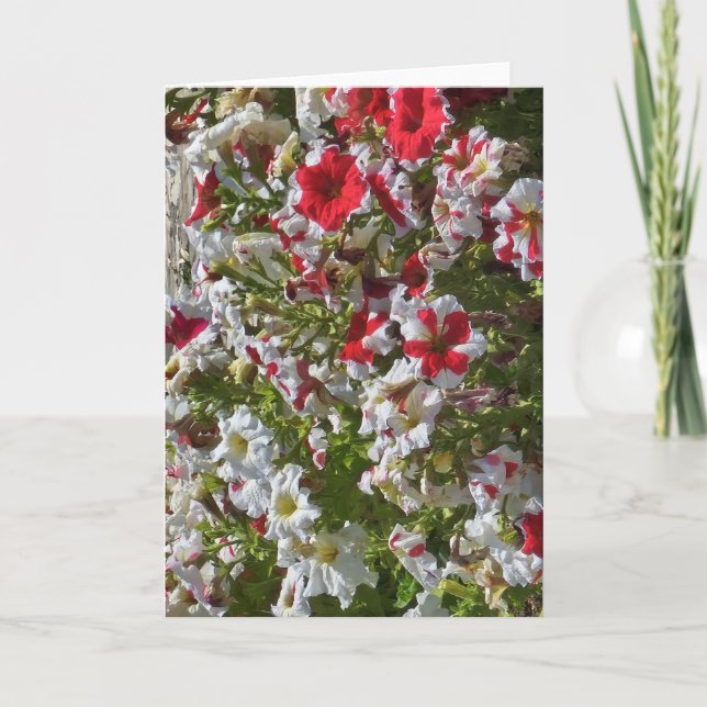 Tarjeta de felicitación en blanco con flores rojas (Anverso)