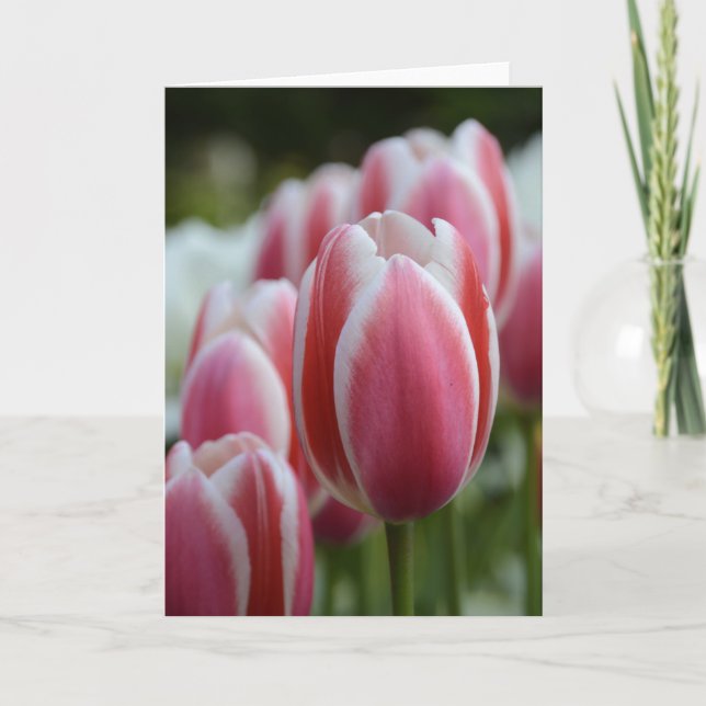 Tarjeta de felicitación en blanco con los (Anverso)