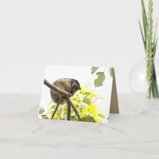 Tarjeta de felicitación en blanco con Tree Kangaro (Anverso)