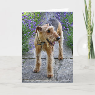 Tarjeta de felicitación en blanco de Airedale