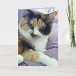 Tarjeta de felicitación en blanco de gato calicó