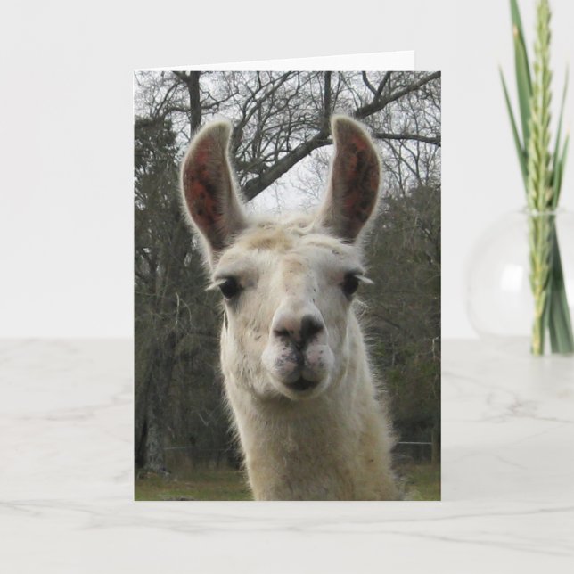 Tarjeta de felicitación en blanco de la llama (Anverso)