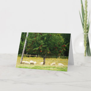 Tarjeta de felicitación en blanco de las ovejas