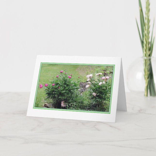 Tarjeta de felicitación en blanco de los rosas del (Anverso)