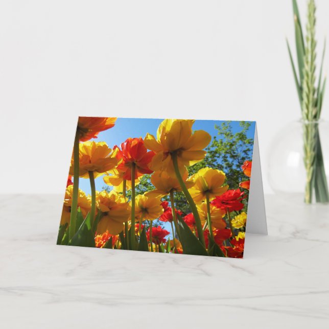Tarjeta de felicitación en blanco de los tulipanes (Anverso)