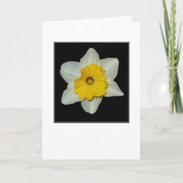Tarjeta de felicitación en blanco de narciso en pr