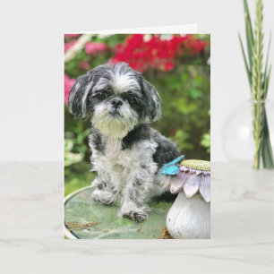 Tarjeta de felicitación en blanco de niña Shih Tzu