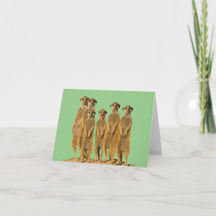 Tarjeta de felicitación en blanco de suricata