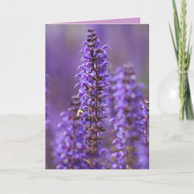 Tarjeta de felicitación en blanco de verano (Anverso)