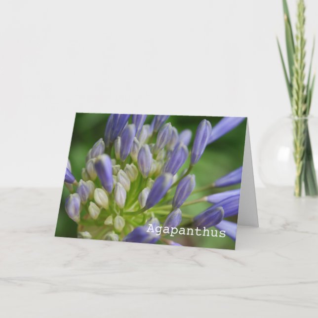 Tarjeta de felicitación en blanco del Agapanthus (Anverso)
