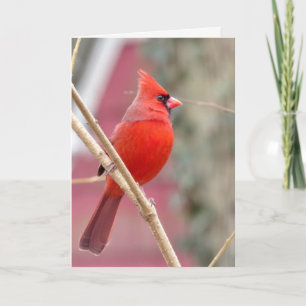 Tarjeta de Felicitación en Blanco del Cardenal Roj