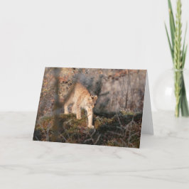 Tarjeta de felicitación en blanco: Lince de