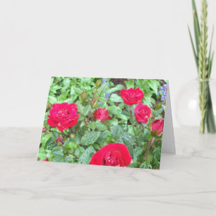Tarjeta de felicitación en blanco para Rosas del t