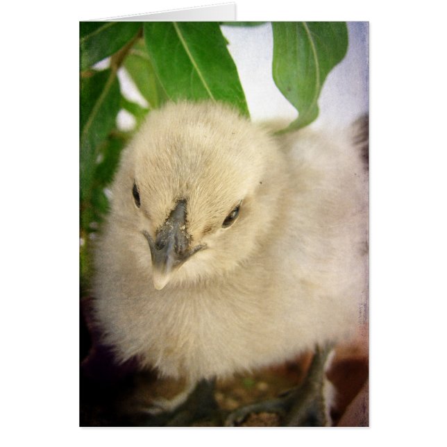 Tarjeta de felicitación en blanco para todas las o (Frente)