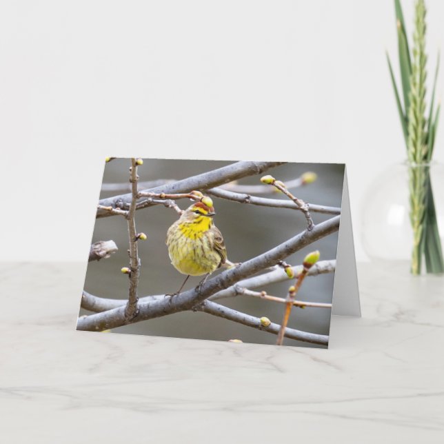 Tarjeta de felicitación en blanco Warbler (Anverso)