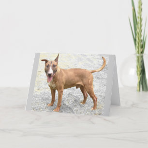 Tarjeta de felicitación English Bull Terrier