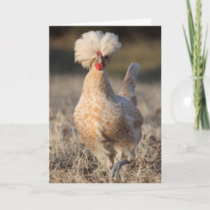 Tarjeta de felicitación enrrollada del pollo