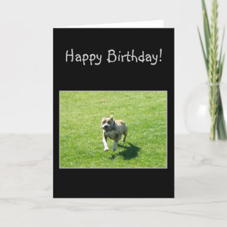 Tarjeta de felicitación feliz de Bithday Pitbull