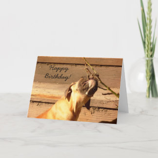 Tarjeta de felicitación feliz de cumpleaños Boxer