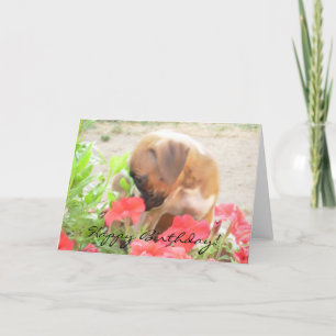 Tarjeta de felicitación feliz de cumpleaños Boxer