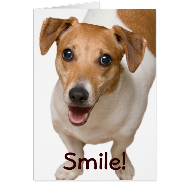 Tarjeta de felicitación feliz Jack Russell Terrier (Frente)