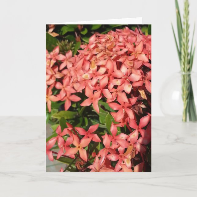 Tarjeta de Felicitación - Flores Rojas (En Blanco) (Anverso)