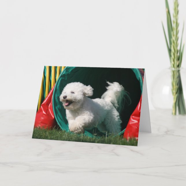 Tarjeta de felicitación fotográfica "Bichon Frise  (Anverso)