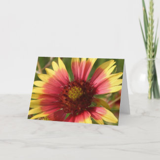 Tarjeta de felicitación Gaillardia