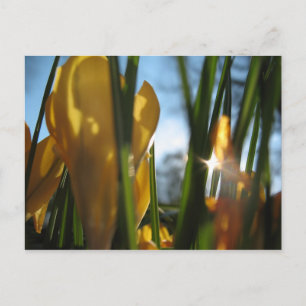 Tarjeta de felicitación "Garden Sunset"