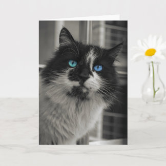 Tarjeta de felicitación Gato Negro Ojos Azules Alm
