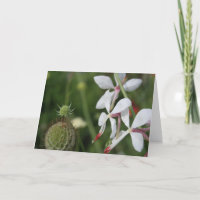 Tarjeta de felicitación Gaura Floral Photography