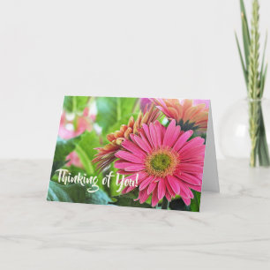 Tarjeta de felicitación Gerbera Daisies