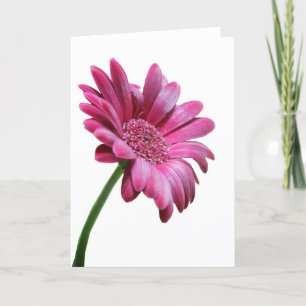 Tarjeta de felicitación Gerbera Daisy