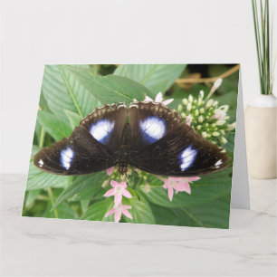 Tarjeta de felicitación gigante con mariposa vista
