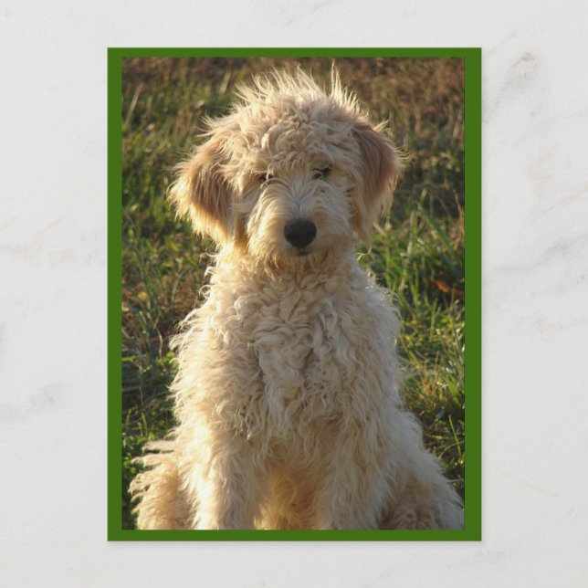 Tarjeta de felicitación Goldendoodle Puppy Dog Bla (Anverso)
