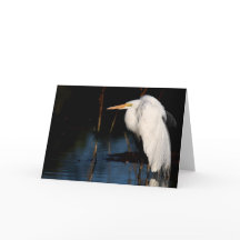 Tarjeta de felicitación - gran jorobado del egret