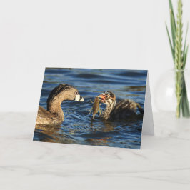 Tarjeta de felicitación - grebes De varios