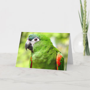 Tarjeta de felicitación Green Parrot 2