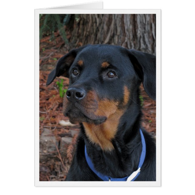 Tarjeta de felicitación Heidi Rottweiler Blank (Frente)