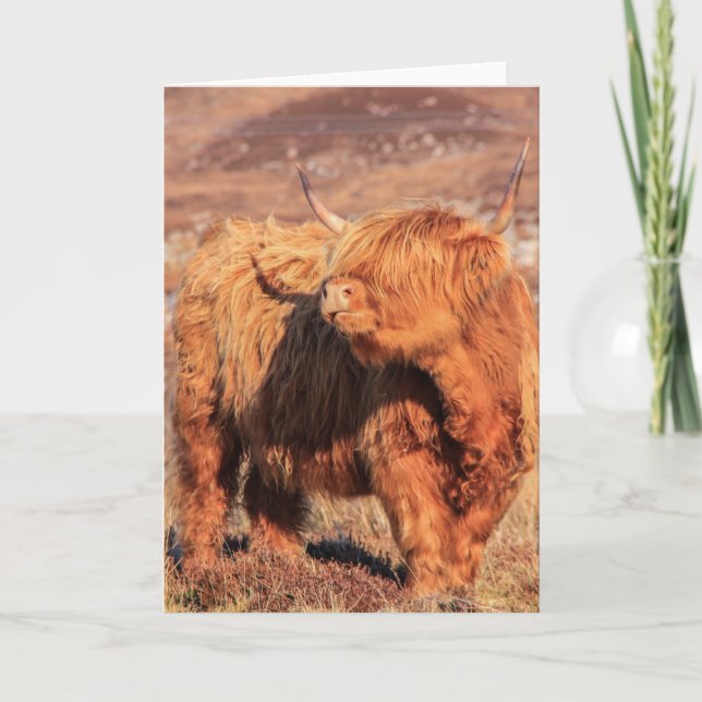 Tarjeta de felicitación Highland Cow (Anverso)